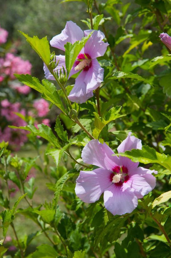 Family Holiday Apartment With Garden & Bbq Velonádes エクステリア 写真